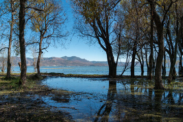 Obraz premium A peaceful lakeside landscape, where the calm water gently laps at the shore, reflecting the surrounding trees. Some of the trees are entering winter, with leaves gradually falling off,