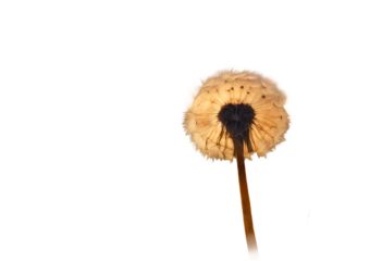 background blowball wind sunlight nature plant seed pollen freedom orange dandelion summer sun allergy wild sunrise light spring closeup sunny sunset grass wish blowing meadow season blow field
