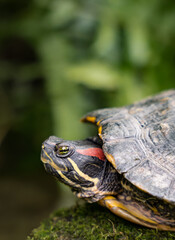 Obraz premium turtle on a rock