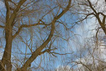 bare tree branches in winter