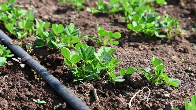 Peanut plant sprout growing in farm field. Peanut (groundnut) plant seedling green leaf. Peanut crop seedling plantation. Organic groundnut plant sprout grow in nut farm.