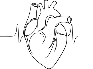 Human Heart Anatomy, Single Line Drawing, Medical Illustration, Cardiovascular System, Heartbeat, Pu
