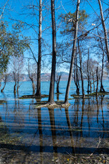 Obraz premium A peaceful lakeside landscape, where the calm water gently laps at the shore, reflecting the surrounding trees. Some of the trees are entering winter, with leaves gradually falling off,