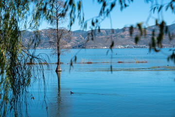 The beautiful landscape of a lake, with clear water and gentle ripples. In the foreground, willow branches gently sway, framing the scene and adding depth. A few water birds float on the lake, 
