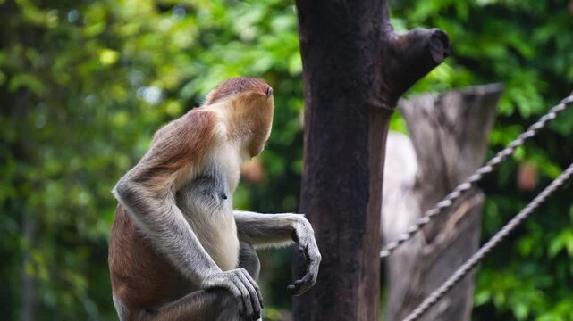 The activity of Bekantan or a proboscis monkey at a zoo in Surabaya, Indonesia, on a sunny day with sunlight shining on it.