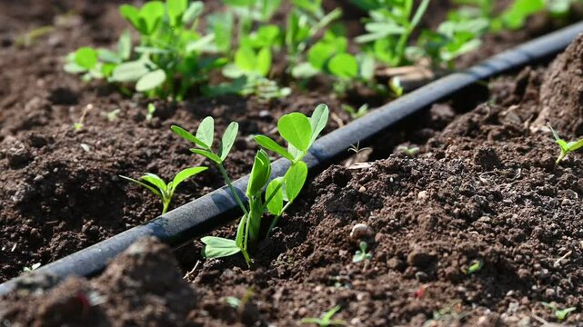 Peanut plant sprout growing in farm field. Peanut (groundnut) plant seedling green leaf. Peanut crop seedling plantation. Organic groundnut plant sprout grow in nut farm.