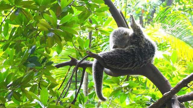 A Malayan binturong or Arctictis binturong is lounging on a branch of a shady tree in a cool atmosphere with a gentle breeze.