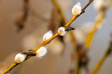 Palmkätzchen / Weide / Weidenzweig