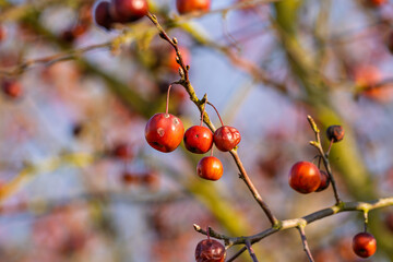 Kirschapfel (Malus baccata),  Beerenapfel ist ein Laubbaum