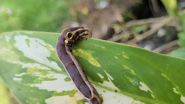 portrait of butterfly larvae feeding on caladium leaves