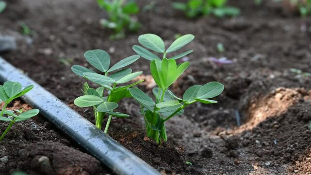 Peanut plant sprout growing in farm field. Peanut (groundnut) plant seedling green leaf. Peanut crop seedling plantation. Organic groundnut plant sprout grow in nut farm.
