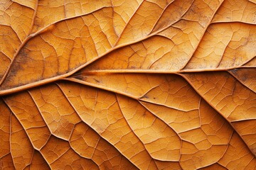 Close-up view of dried orange leaves showcasing intricate textures and patterns found in nature...