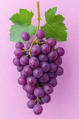 Fototapeta premium A bunch of fresh blue grapes isolated, isolated on white background