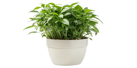 Naklejka premium full-view of houseplant png