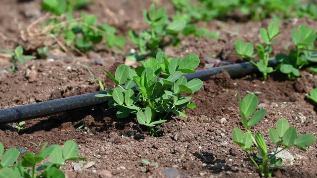 Peanut plant sprout growing in farm field. Peanut (groundnut) plant seedling green leaf. Peanut crop seedling plantation. Organic groundnut plant sprout grow in nut farm.