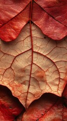 Fototapeta premium HD Phone Wallpaper Intricate Veins of Autumn Leaves Red and Beige Fall Foliage Texture