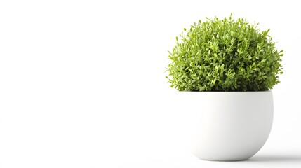 A green plant in a white ceramic pot, isolated against white
