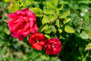 Very beautiful looking and colorful natural wonder flower shot outdoors