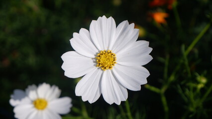 Obraz premium Close up of a white Cosmos flower with yellow pollen and green leaves background