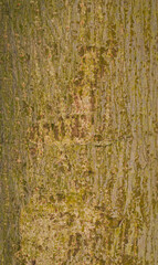 Beautiful close-up of the bark of khaya grandifolia