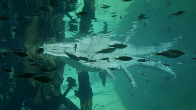 Gharial Crocodile Floating On Top of Water