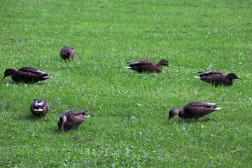Enten, Ente, Vogel, Federn, Park, Schnabel