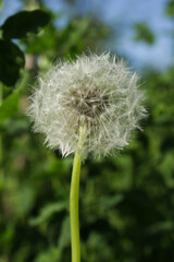 Fototapeta premium Dandelion seed heads in focus against a lush green background, creating a peaceful and textured natural scene.