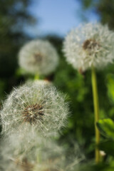 Dandelion seed heads in focus against a lush green background, creating a peaceful and textured natural scene.