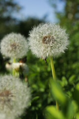 Nature-inspired background with white dandelion seed heads and vibrant green textures, perfect for eco-themed designs.