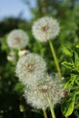 Fluffy white dandelions blending seamlessly into a vibrant green background, perfect for organic and botanical projects.