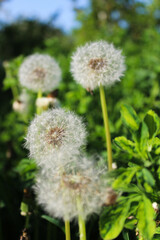 Nature-inspired background with white dandelion seed heads and vibrant green textures, perfect for eco-themed designs.