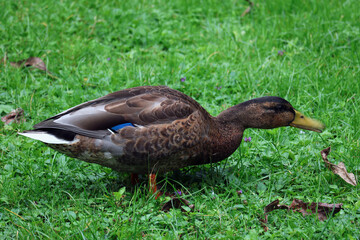 Enten, Ente, Vogel, Federn, Park, Schnabel
