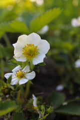 Close-up of strawberry flowers and foliage, creating a vibrant botanical background