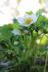 Strawberry blossoms with lush green leaves in a garden scene