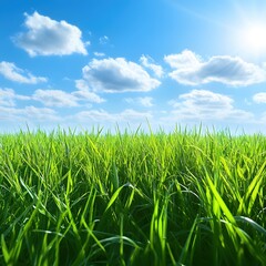 Obraz premium Lush green grass field under a bright blue sky with fluffy white clouds on a sunny day