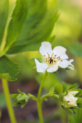 Close-up of strawberry flowers damaged by frost