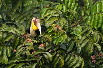 Hornbills live in natural forests in Thailand.