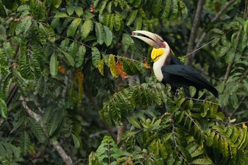 Fototapeta premium Hornbills live in natural forests in Thailand.