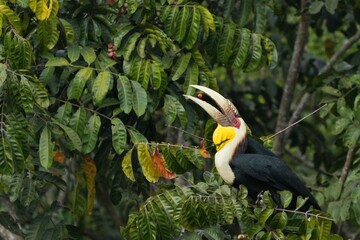 Hornbills live in natural forests in Thailand.