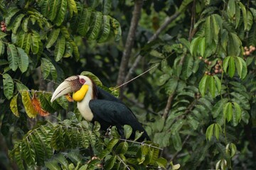 Naklejka premium Hornbills live in natural forests in Thailand.