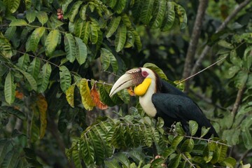 Hornbills live in natural forests in Thailand.