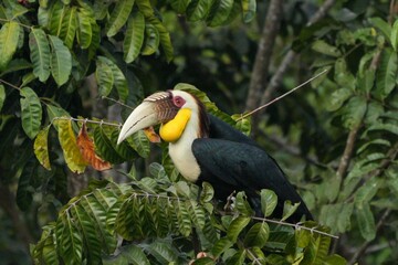 Hornbills live in natural forests in Thailand.