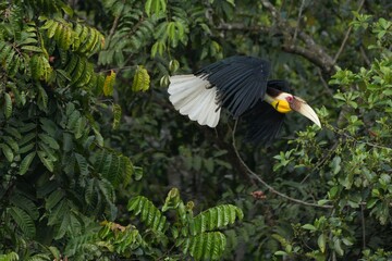 Hornbills live in natural forests in Thailand.