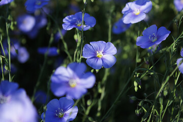 A seamless floral background with flax blossoms and rich green textures, offering a serene and organic aesthetic.