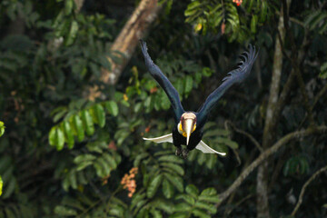 Hornbills live in natural forests in Thailand.