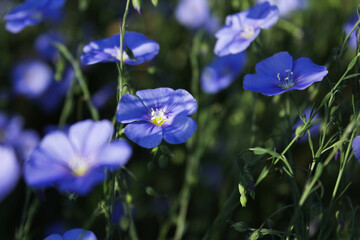 Delicate natural background with flax flowers and blurred meadow textures, creating a soft and elegant botanical theme