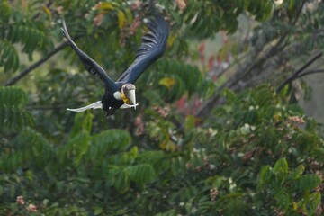 Hornbills live in natural forests in Thailand.