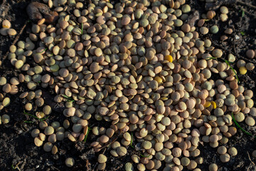A pile of raw lentils is scattered on the ground