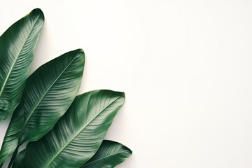 Obraz premium green leaves fanned out
