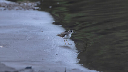 Sandpiper